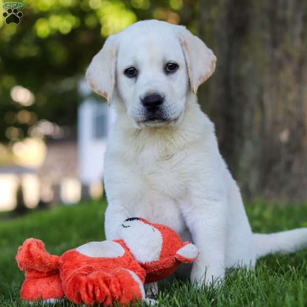 Bobby, Yellow Labrador Retriever Puppy